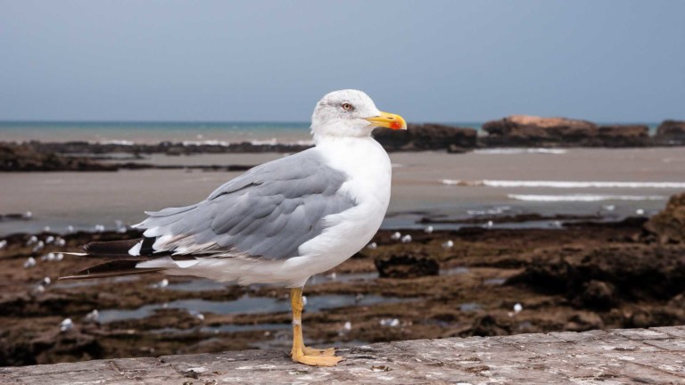 Lghtroom 4 - wyostrzanie zdjęć cyfrowych Mewa